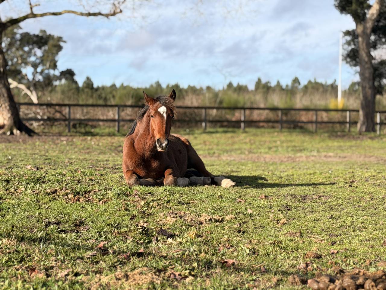 Puledra PFS Pony Francese da Sella In vendita 2025 Baio