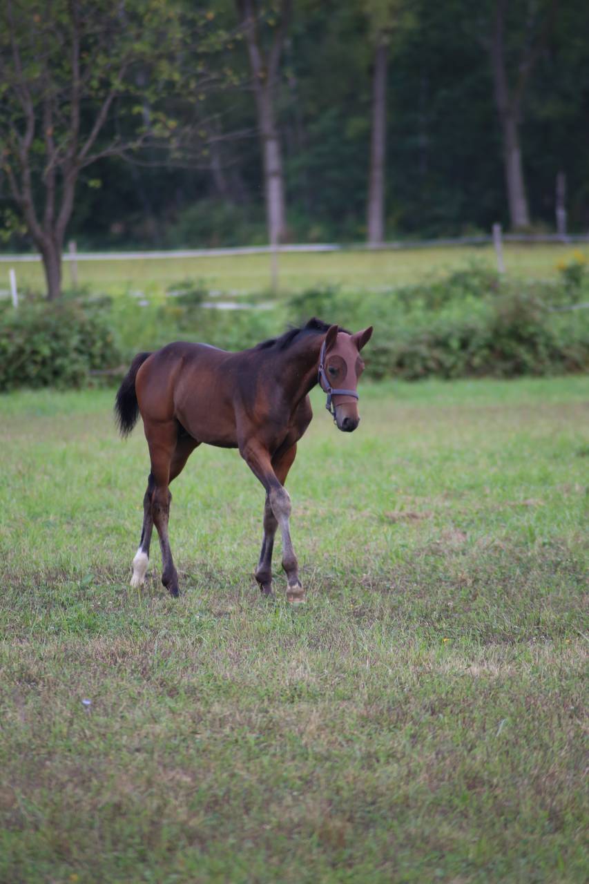 1,5YO Show Jumping Prospect - Excellent Bloodlines