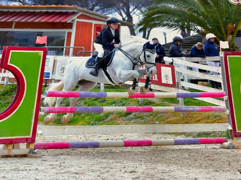 !!Vendita!! pony connemara 