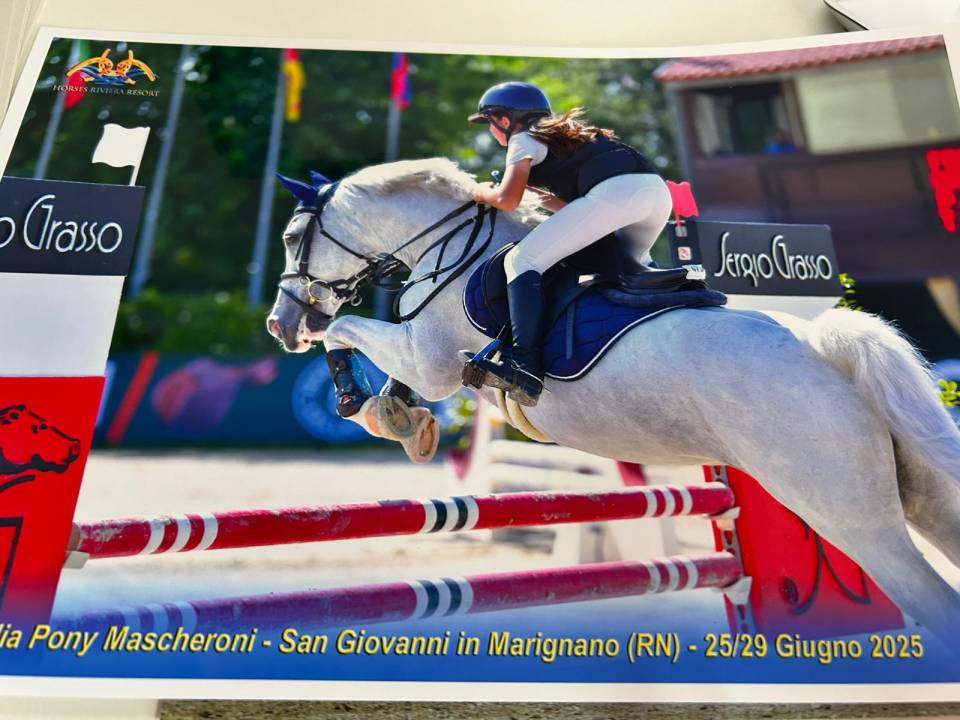 !!Vendita!! pony connemara 