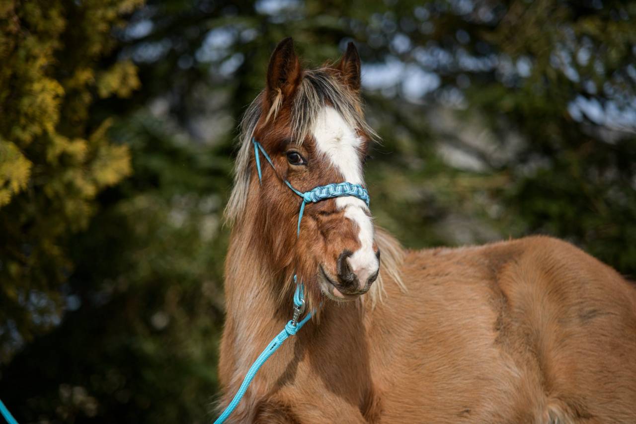 Puledro Origine Non Constatata In vendita 2025 Crine lavato