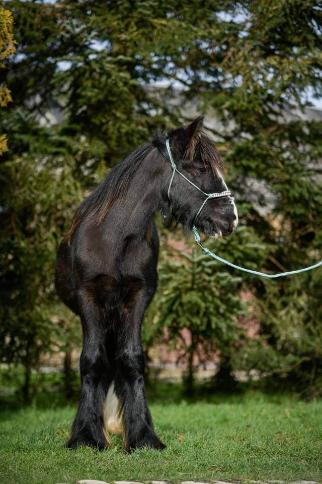 Puledro Origine Non Constatata In vendita 2025 Crine lavato