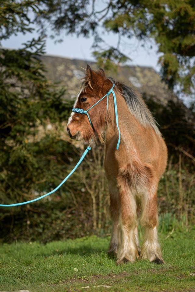 Puledro Origine Non Constatata In vendita 2025 Crine lavato