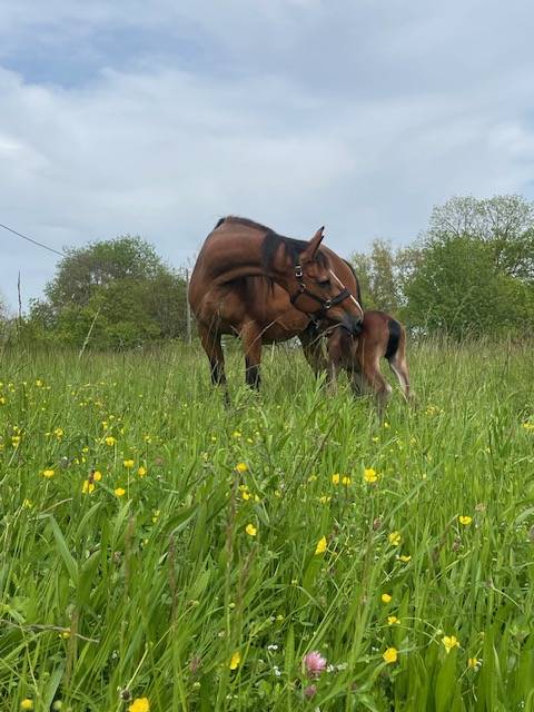 Cavalla Sella Francese Da affidare 2006 Baio ,  kashmir van schutteshof