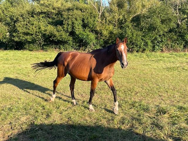 Cavalla Sella Francese Da affidare 2006 Baio ,  kashmir van schutteshof