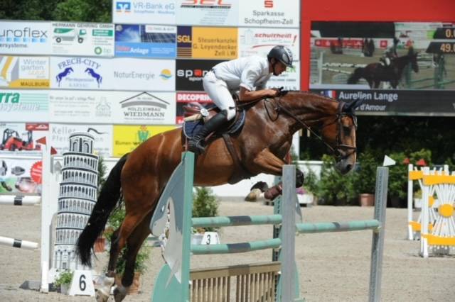 Cavalla Sella Francese Da affidare 2006 Baio ,  kashmir van schutteshof