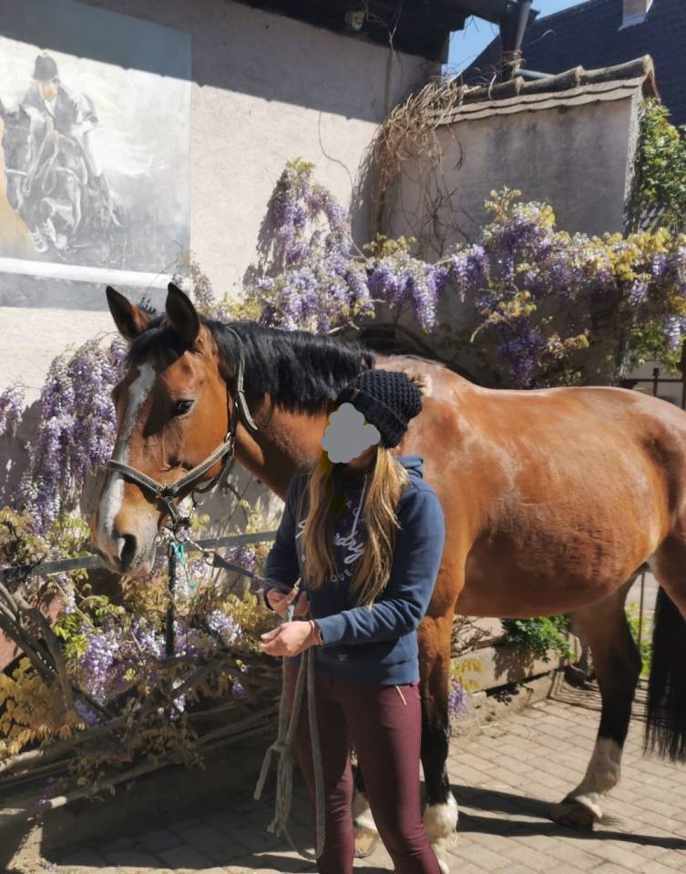 Cavalla Sella Francese Da affidare 2006 Baio ,  kashmir van schutteshof