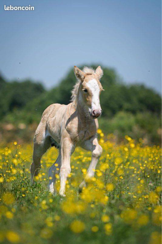 Cavalla Gypsy Cob In vendita 2024 Palomino