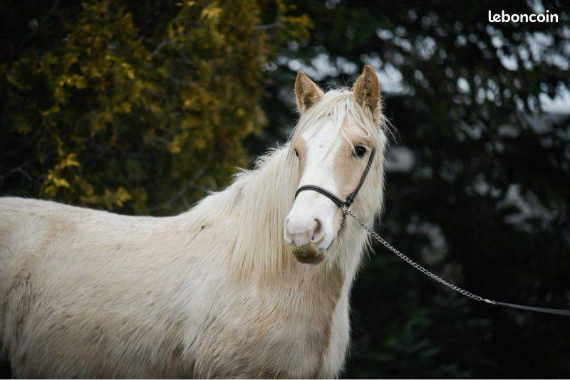 Cavalla Gypsy Cob In vendita 2024 Palomino