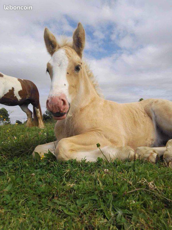 Cavalla Gypsy Cob In vendita 2024 Palomino