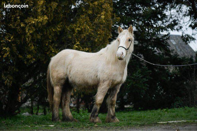 Cavalla Gypsy Cob In vendita 2024 Palomino
