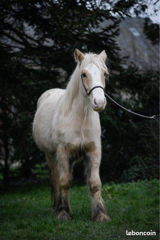Cavalla Gypsy Cob In vendita 2024 Palomino