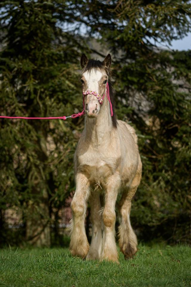 Puledra Gypsy Cob In vendita 2025 Isabella