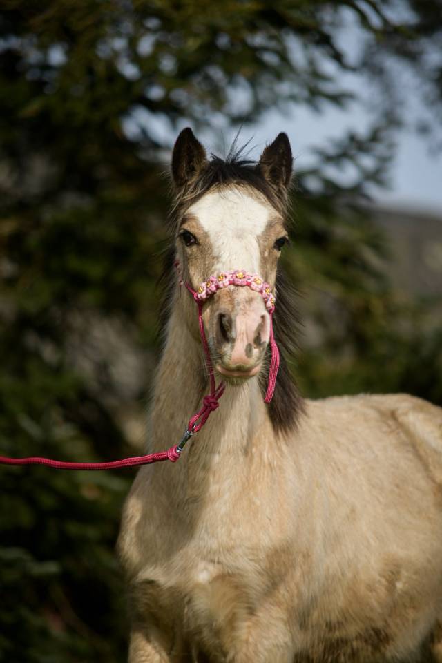Puledra Gypsy Cob In vendita 2025 Isabella