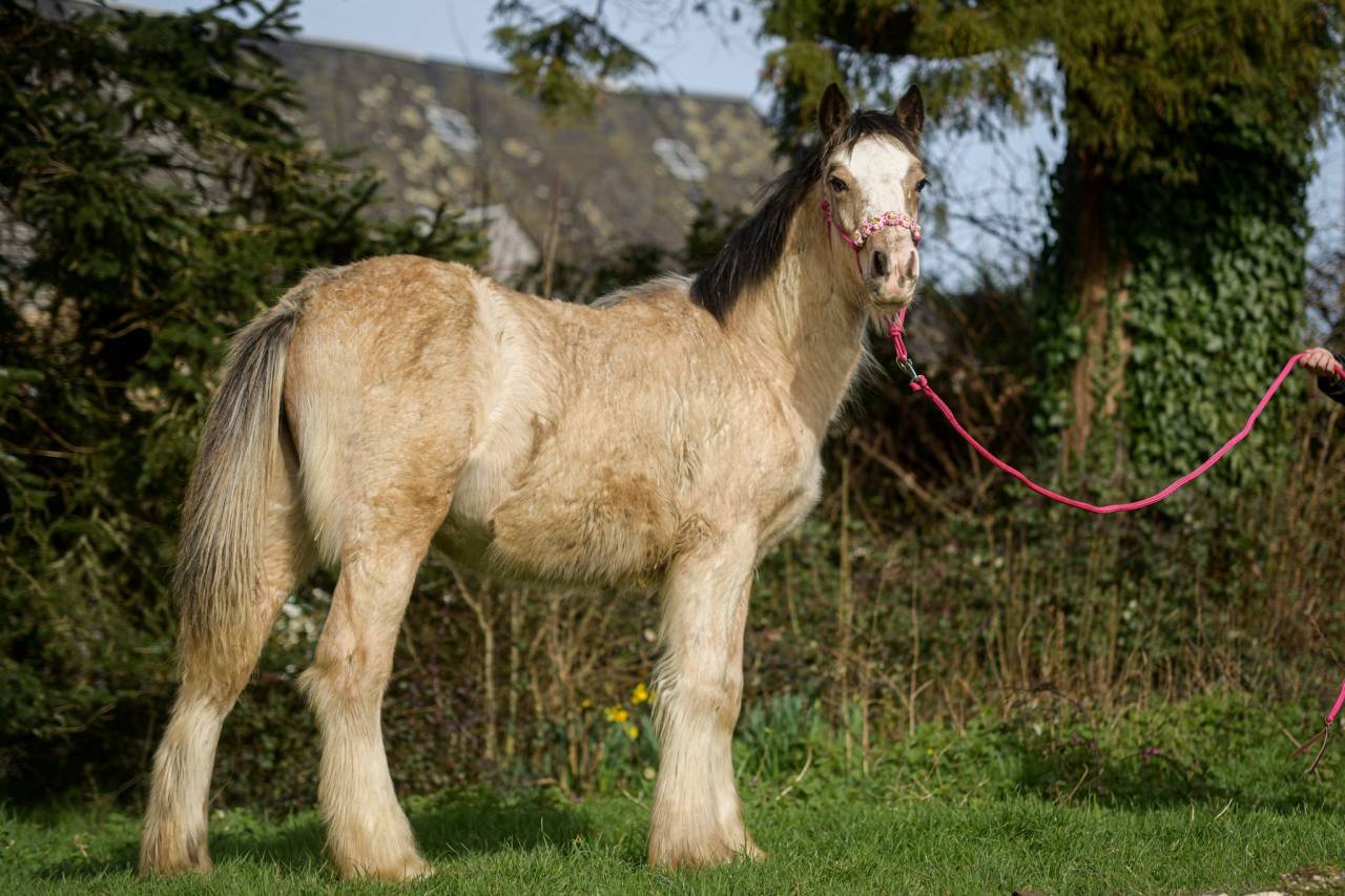 Puledra Gypsy Cob In vendita 2025 Isabella