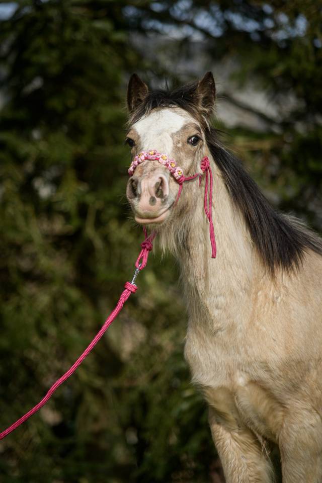 Puledra Gypsy Cob In vendita 2025 Isabella