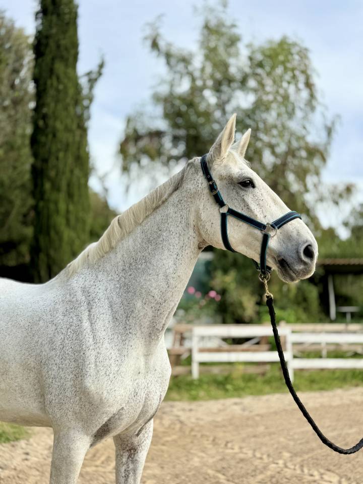 Cavalla da salto in vendita 