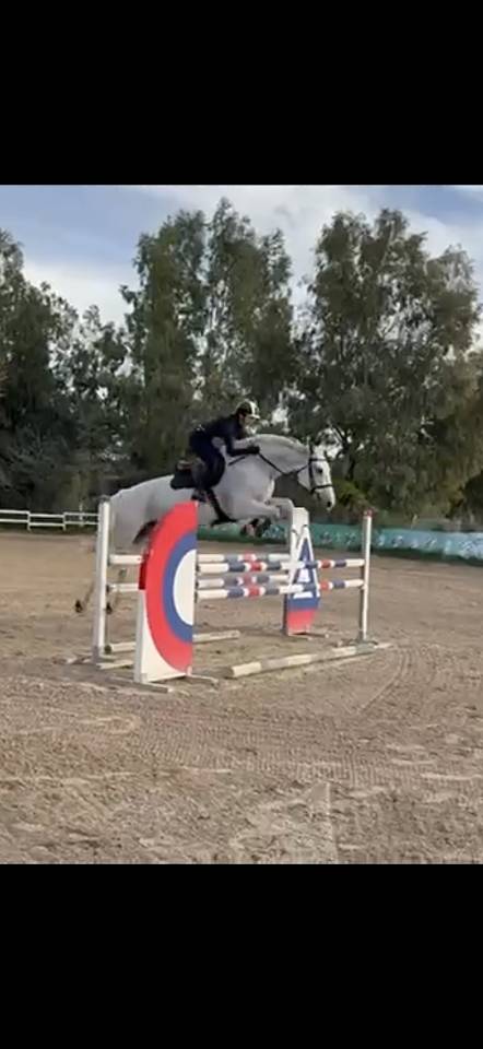 Cavalla da salto in vendita 