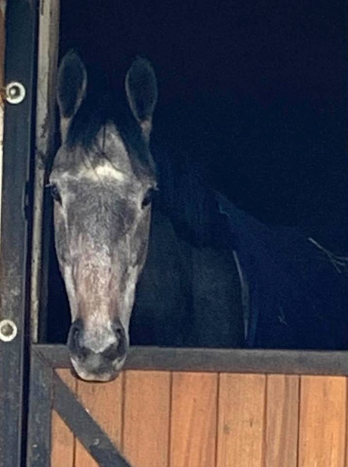 Cavalla Purosangue Mezza-Pensione 2021 Grigio