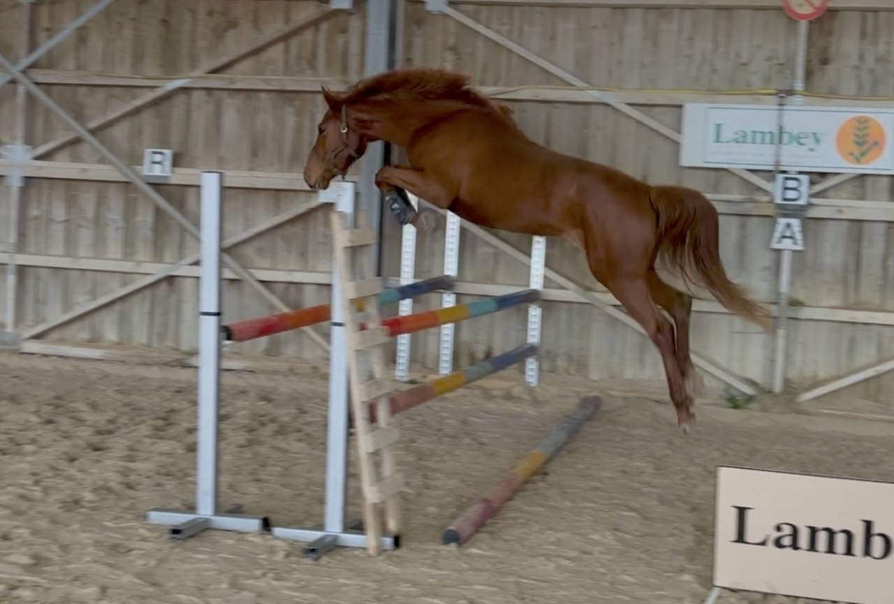 Cavalla Sella Francese In vendita 2023 Sauro ,  up to you