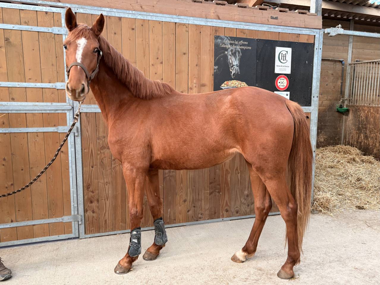 Cavalla Sella Francese In vendita 2023 Sauro ,  up to you