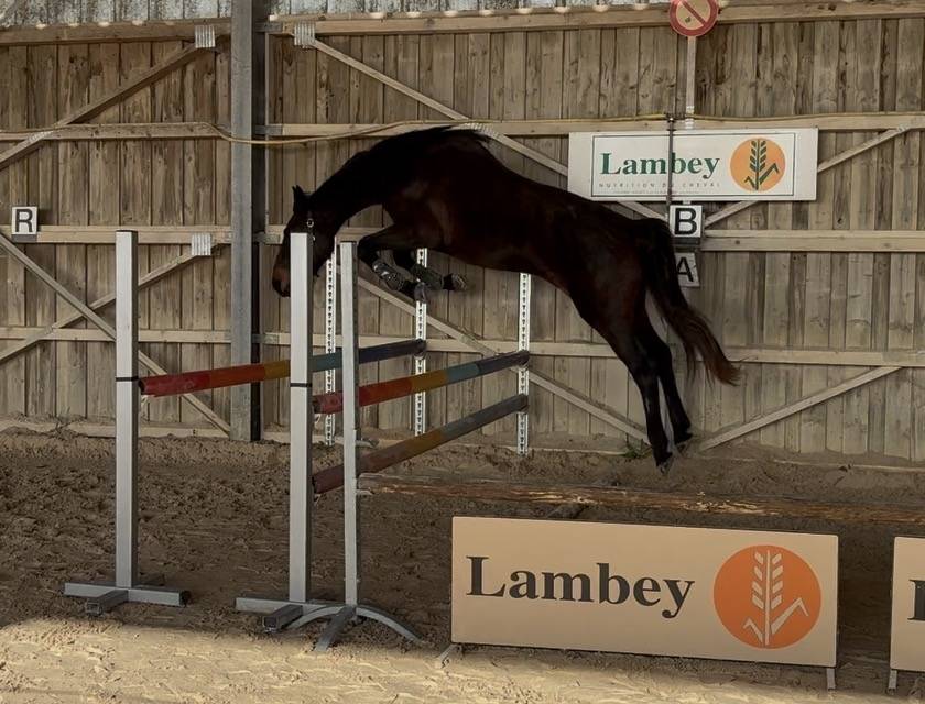 Cavalla Sella Francese In vendita 2023 Baio scuro ,  up to you