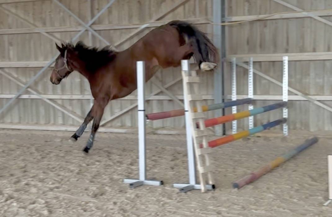 Cavalla Sella Francese In vendita 2023 Baio ,  Faut-il des 7 vallono