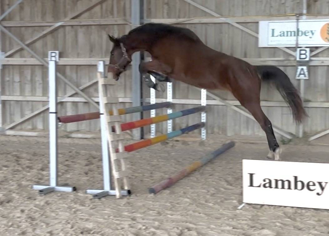 Cavalla Sella Francese In vendita 2023 Baio ,  Faut-il des 7 vallono