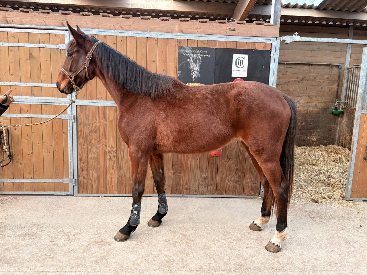 Cavalla Sella Francese In vendita 2023 Baio ,  Faut-il des 7 vallono