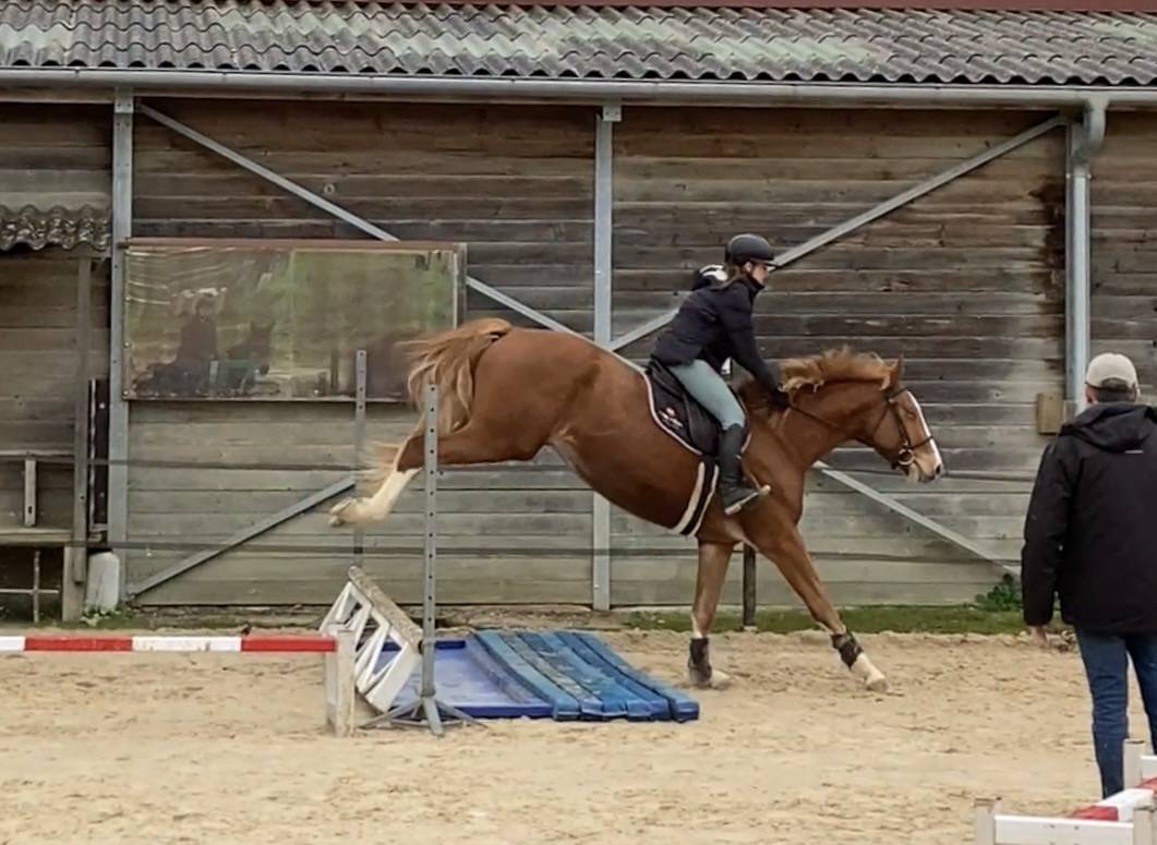 Castrone Sella Francese In vendita 2022 Sauro ,  Andiamo semilly