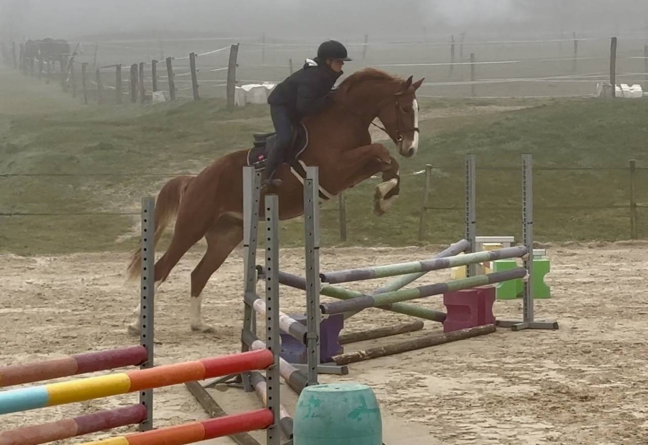 Castrone Sella Francese In vendita 2022 Sauro ,  Andiamo semilly