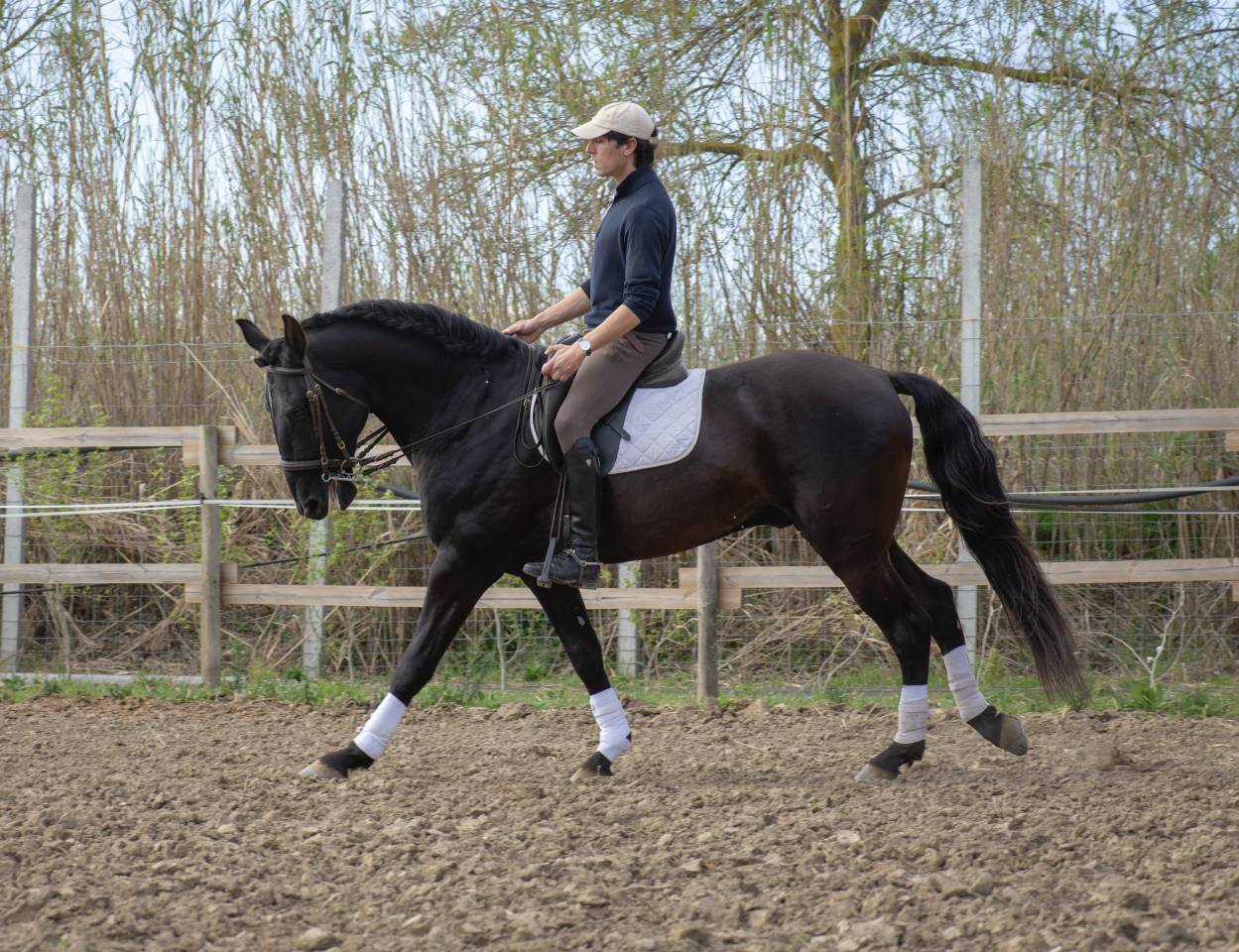 Intero Lusitano In vendita 2018 Nero ,  Vitorino