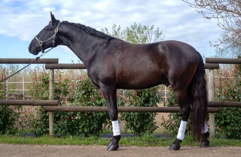 Intero Lusitano In vendita 2018 Nero ,  Vitorino