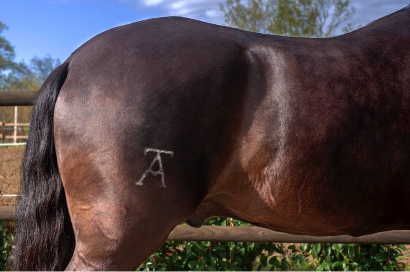 Intero Lusitano In vendita 2018 Nero ,  Vitorino