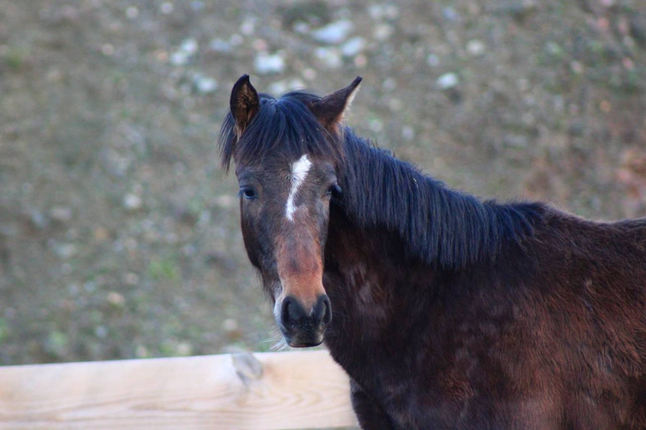 Castrone PRE Andaluso In vendita 2025 Baio