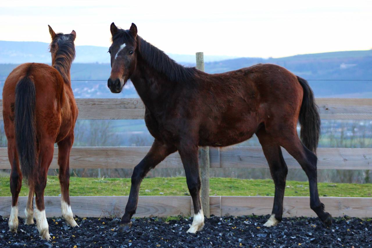 Castrone PRE Andaluso In vendita 2025 Baio
