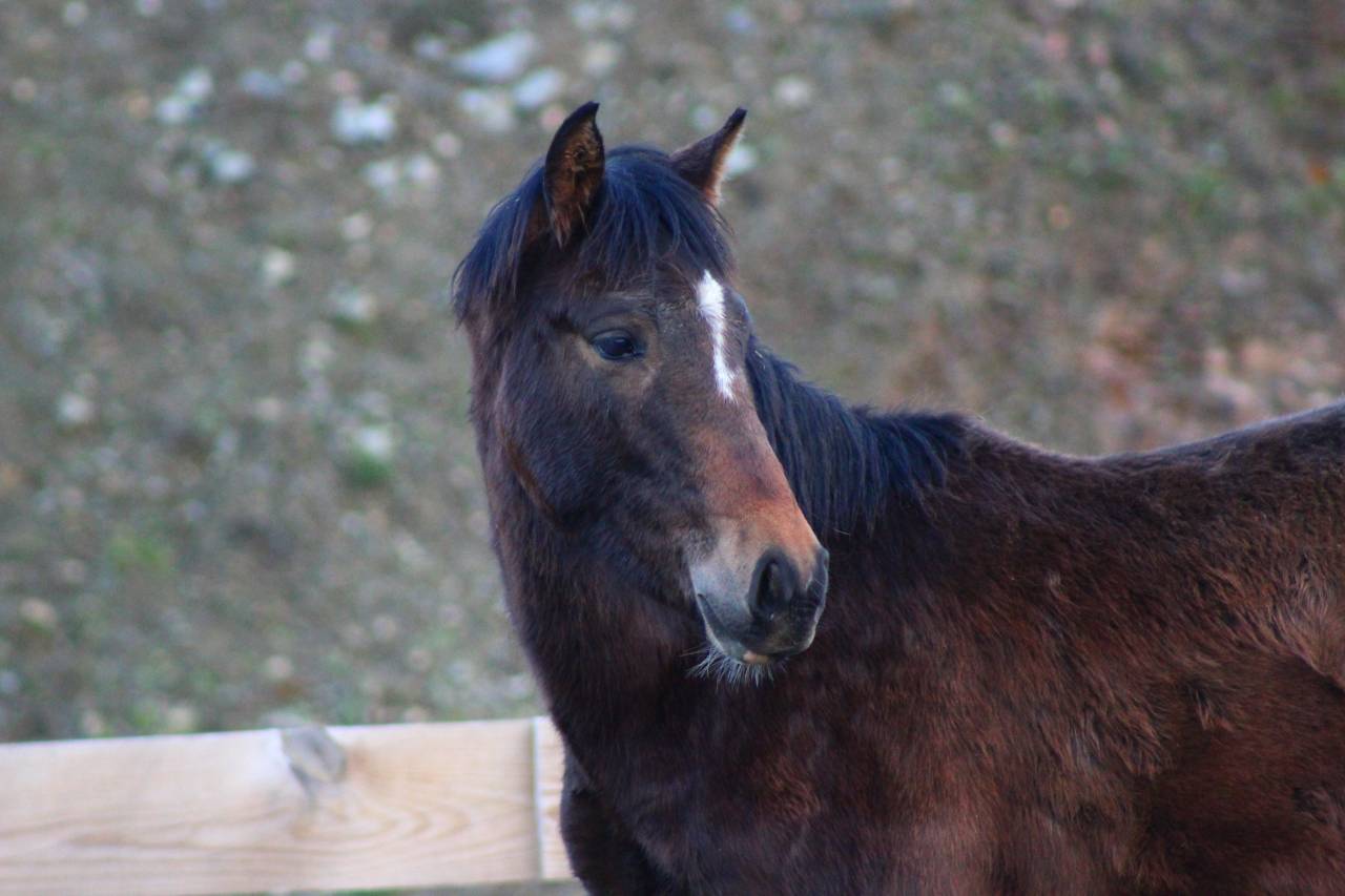 Castrone PRE Andaluso In vendita 2025 Baio