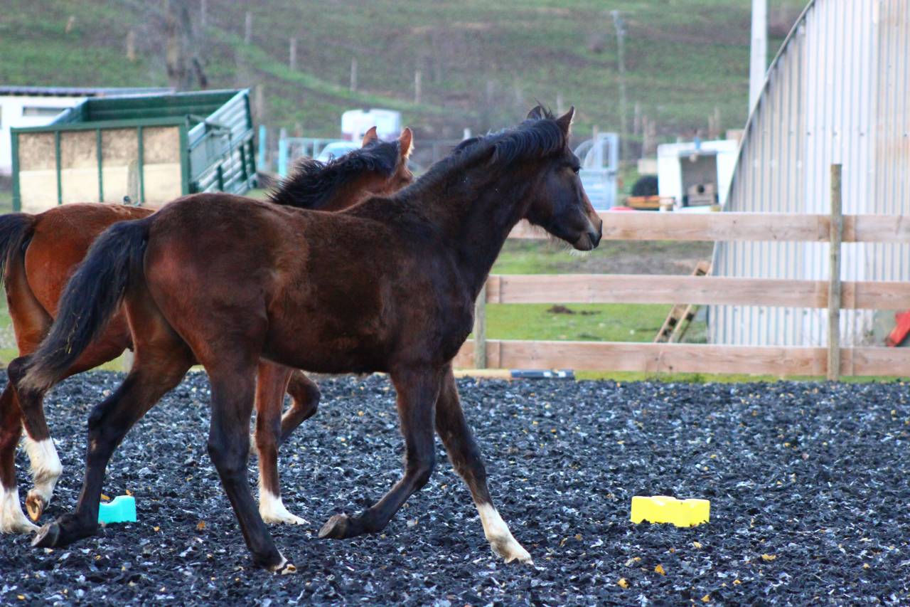 Castrone PRE Andaluso In vendita 2025 Baio