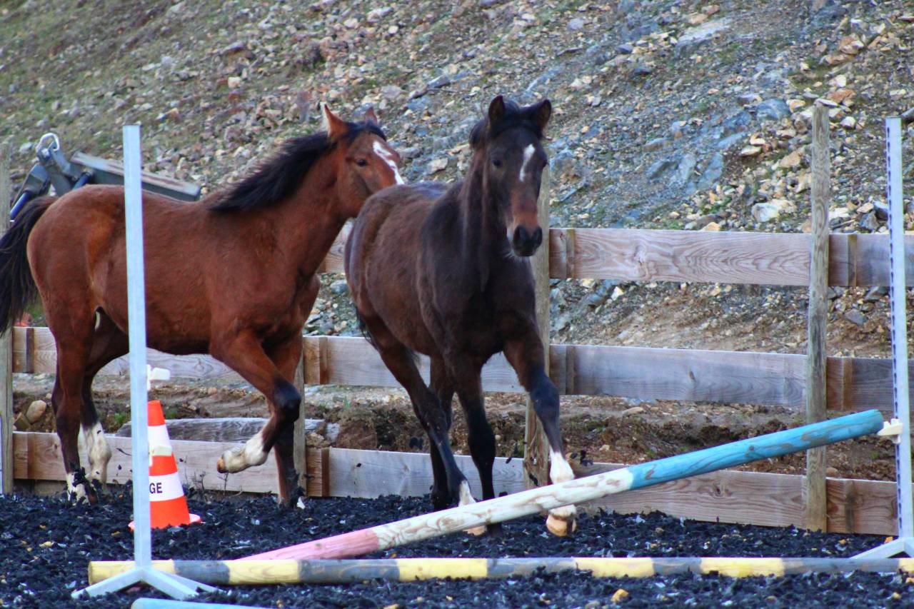 Castrone PRE Andaluso In vendita 2025 Baio