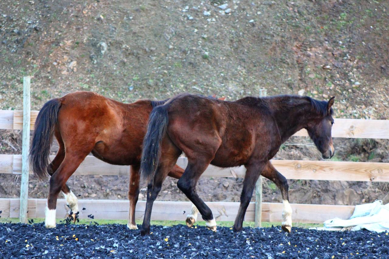 Castrone PRE Andaluso In vendita 2025 Baio