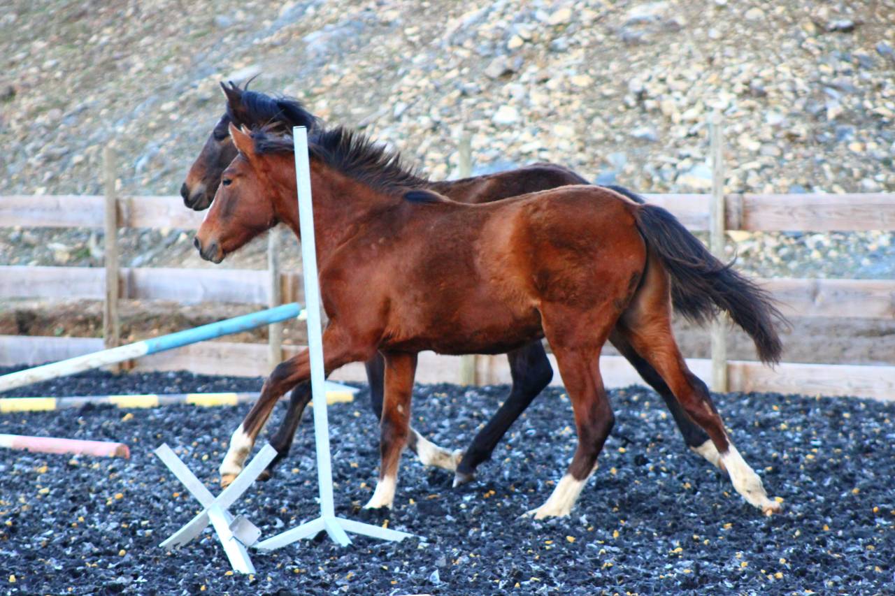 Castrone PRE Andaluso In vendita 2025 Baio
