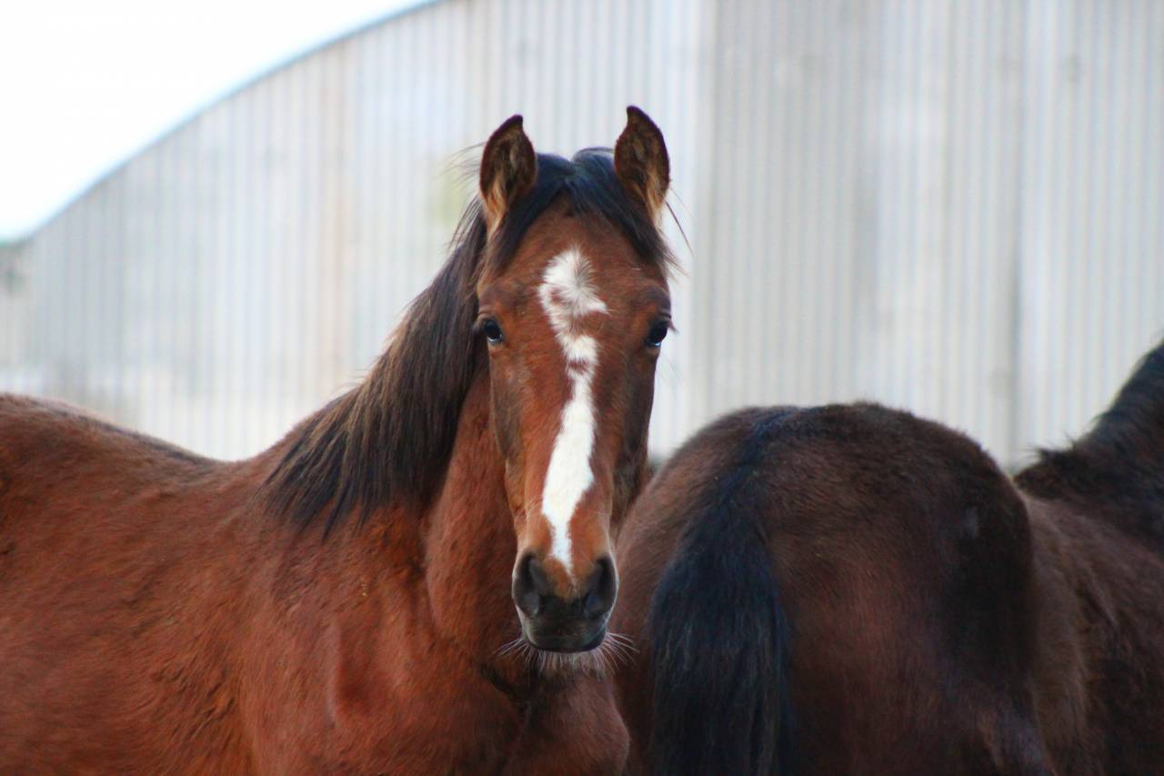 Castrone PRE Andaluso In vendita 2025 Baio