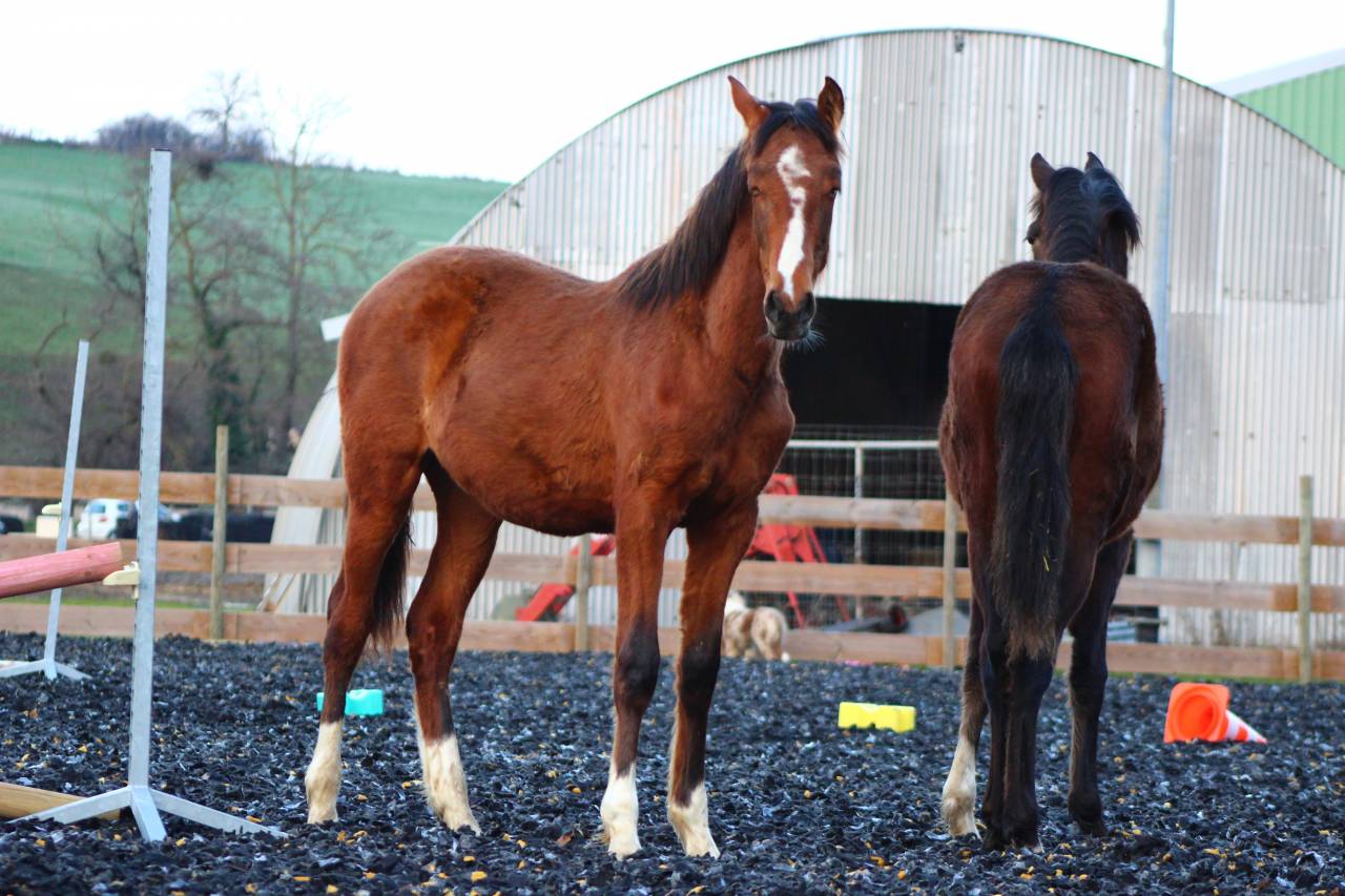 Castrone PRE Andaluso In vendita 2025 Baio