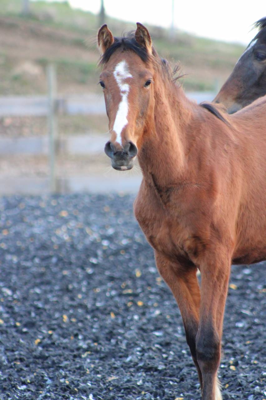 Castrone PRE Andaluso In vendita 2025 Baio