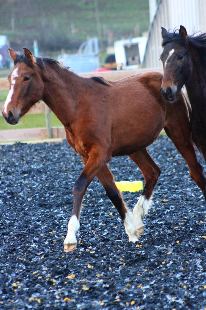 Castrone PRE Andaluso In vendita 2025 Baio