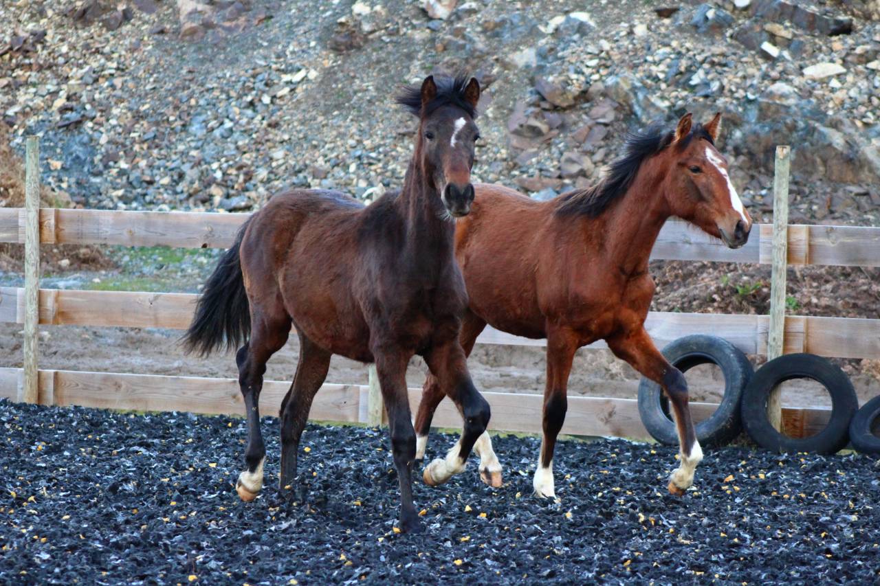 Castrone PRE Andaluso In vendita 2025 Baio