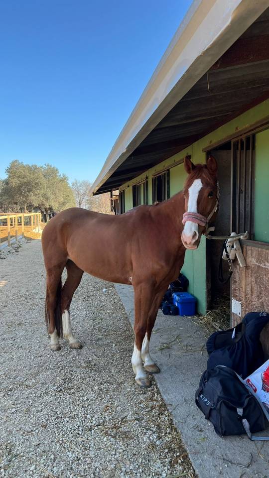 PONY ITALIANA 9 ANNI