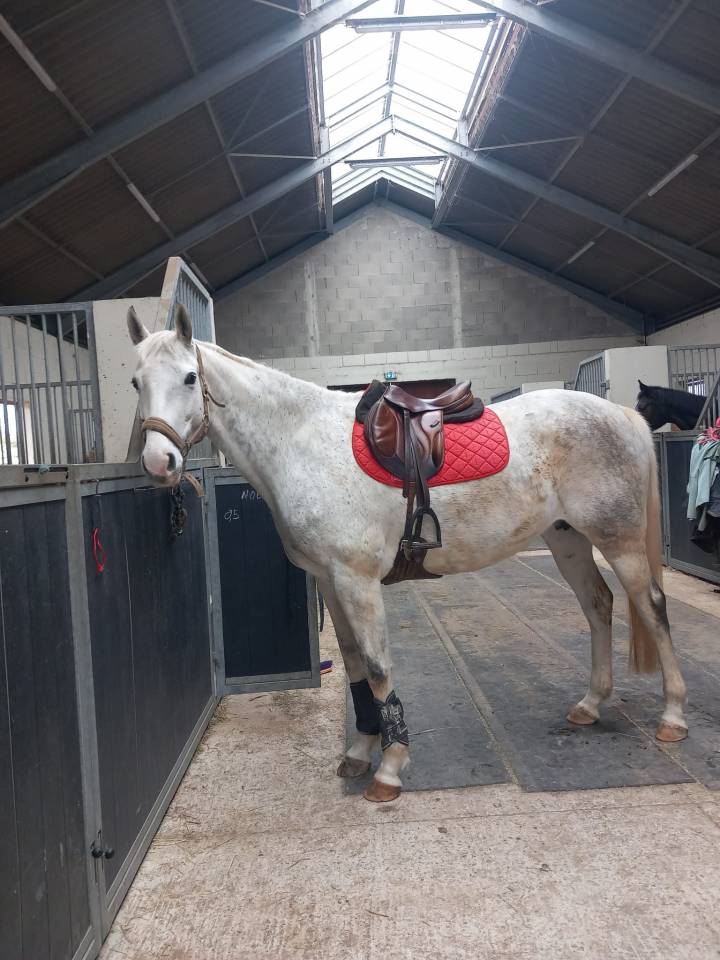 Cavalla AQPS In vendita 2016 Grigio ,  Secret Singer