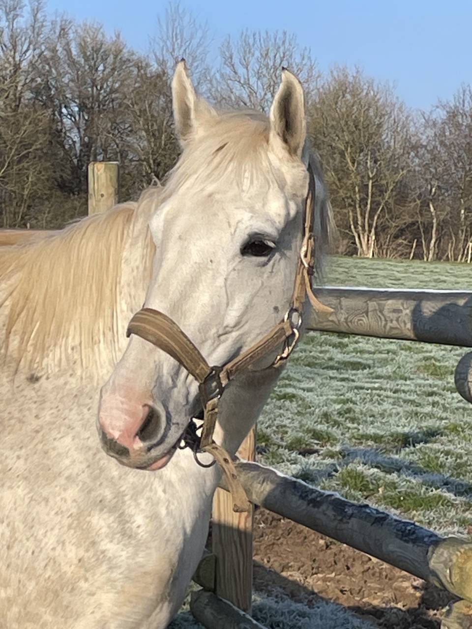 Cavalla AQPS In vendita 2016 Grigio ,  Secret Singer