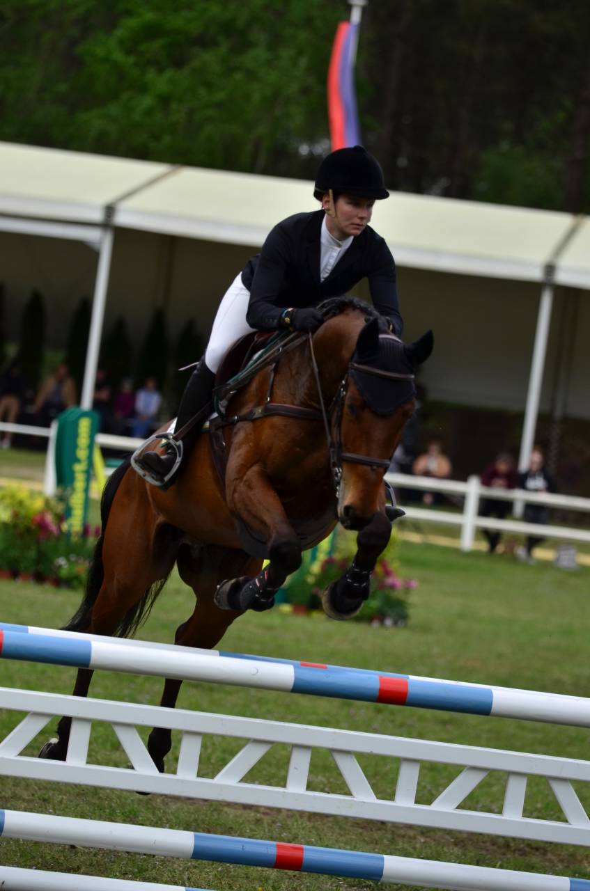 Castrone Sella Francese In vendita 2016 Baio ,  CANTURO